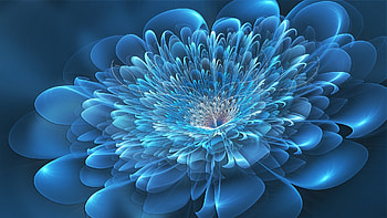 Flowers, Background HD wallpaper