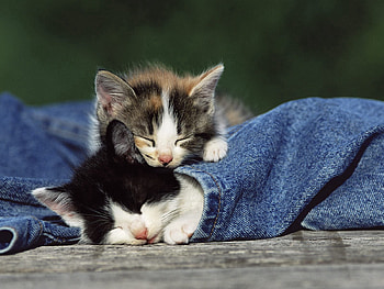 Animals, Couple, Pair, Spotty, Spotted, Kittens, Jeans HD wallpaper