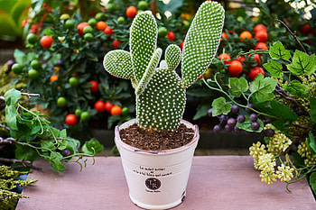 Indoor Plant, Flowers, Flower, Cactus, Houseplant HD wallpaper