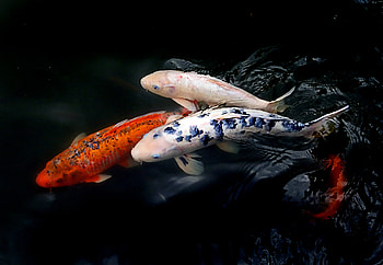 Animals, Water, Fishes, Ripples, Ripple, Koi Fish HD wallpaper