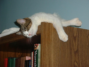 what a place to sleep, cat, funny, cabinet, sleep HD wallpaper
