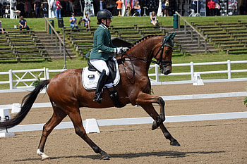 Abi Lyle, Dressage HD wallpaper