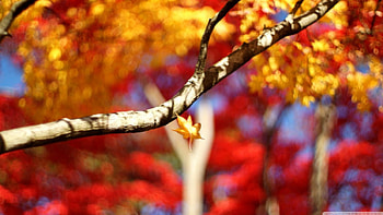 A leaf falling down, bokeh, graphy, leag, fall, , tree, branch, leaves, abstract, close-up, autumn, , forest, macro, twigs HD wallpaper