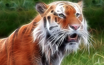 Abstract, Shine, Light, Muzzle, Lines, Tiger, Glow HD wallpaper