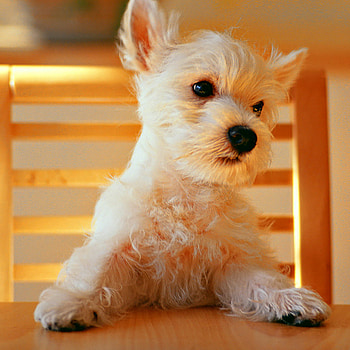West Highland White Terrier, Dogs HD phone wallpaper