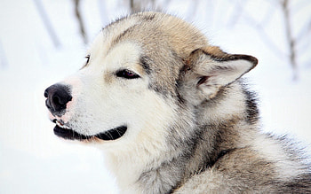 Animals, Snow, Dog, Sight, Opinion, Fur HD wallpaper