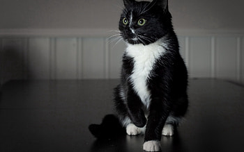 Animals, Kid, Tot, Black Cat, White Paws HD wallpaper