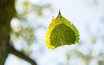 Eastern cottonwood, Purdue Fort Wayne, Tree species, Environmental importance HD wallpaper