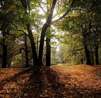 Autumn, blue, green, trees, sky, leafs, nature yellow, forest HD wallpaper