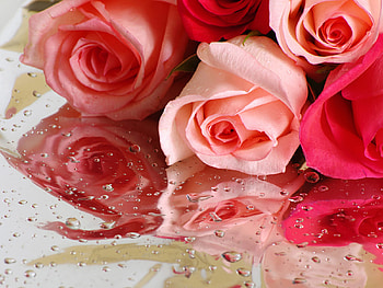 Plants, Flowers, Roses, Bouquets, Drops HD wallpaper