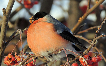 Animals, Berries, Bird, Branches, Fat, Thick HD wallpaper