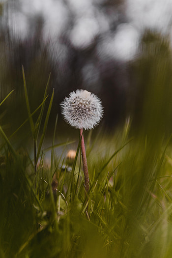 Nature, Flower, Fluffy, Dandelion HD phone wallpaper