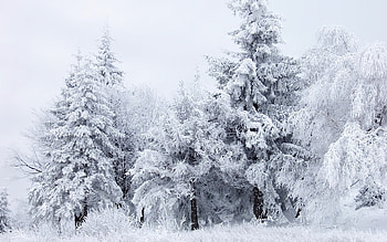 Landscape, Trees, Snow HD wallpaper