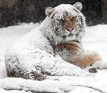 Tougher than the Rest, winter, white, tiger, snow HD wallpaper