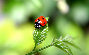 ladybug, animal, leaf, insect HD wallpaper