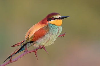Bee Eater, animal, Bee, bird, Eater HD wallpaper