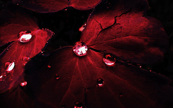 Leaves, Drops, Dark, Petals, Shadow HD wallpaper