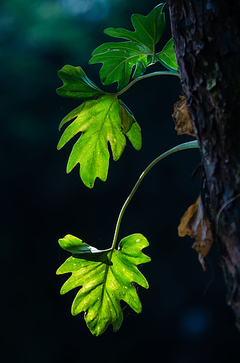 Leaves, Macro, Blur, Smooth, Branches, Shadows HD phone wallpaper
