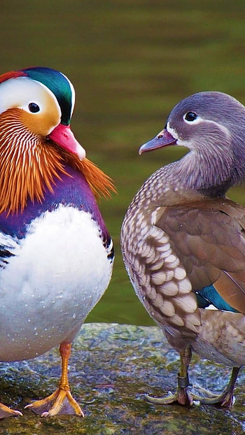 Mandarin Duck, Male And Female, Mandarin Ducks HD phone wallpaper
