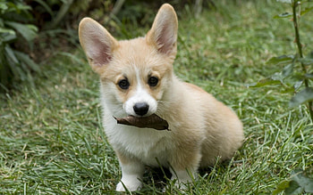 Animals, Dogs HD wallpaper
