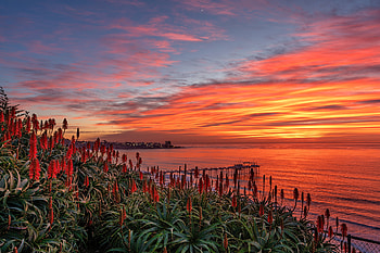 ღ, Flowers, San Diego, Evening, Shore HD wallpaper