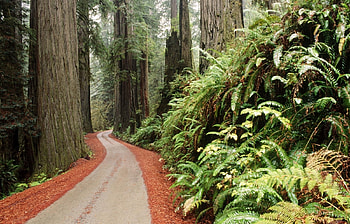 Landscape, Trees, Roads HD wallpaper