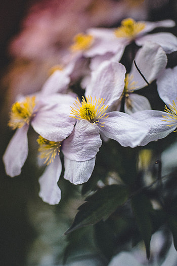 Flowers, Plant, Macro, Close-Up, Bloom, Flowering HD phone wallpaper