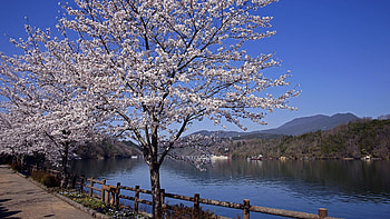 Cherry Blossoms Japanese Flowers Nature Zen Japan Landscape Background - HD wallpaper