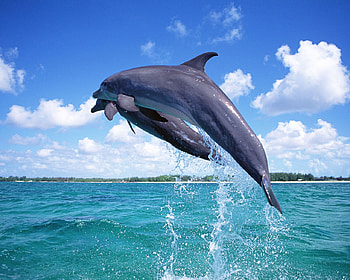 amicable and gregarious, beautiful, amiable, dolphin, amicable HD wallpaper