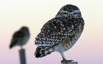 Animals, Owl, Feather, Color, Small, Petite HD wallpaper
