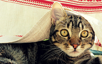 Animals, Cat, Muzzle, Cover, Coverlet, Peek Out, Look Out HD wallpaper