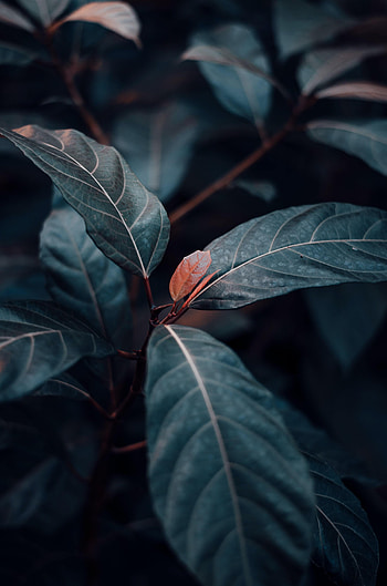Leaves, Plant, Macro, Veins, Stem, Stalk HD phone wallpaper
