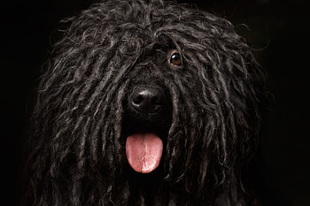 Bergamasco dog, Unique rug coat, Viral video, Cute mop HD wallpaper