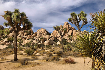 Joshua Tree, National park, Parks and trips, Nature exploration HD wallpaper