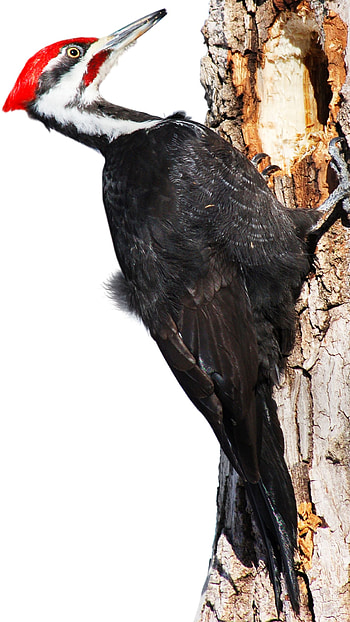 Woodpecker, Beautiful, Bird HD phone wallpaper