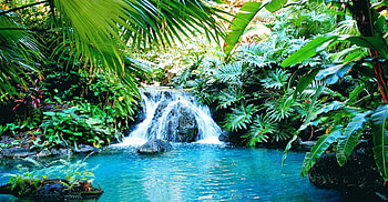 A Little Corner Of The Paradise, philodendron, beautiful, ferns, leaves, waterfall, trees, turquoise water, pond, foliage HD wallpaper