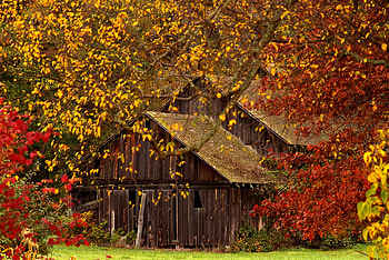 Hidden beauty, trees, autumn, gold, vivid HD wallpaper