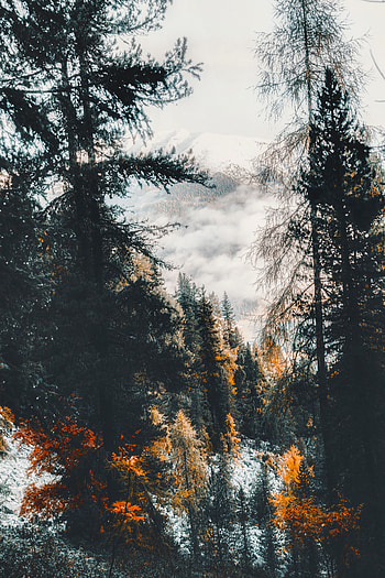 Nature, Trees, Mountains, Clouds, Forest HD phone wallpaper