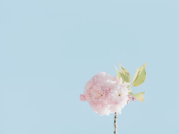 Close-up of pink cherry blossom against a clear blue sky. Beautiful floral ry for spring themes. HD wallpaper