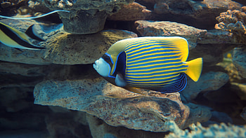 Emperor angelfish beauty, Serene swim, video, Aquatic charm HD wallpaper