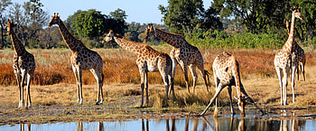 Botswana Rundreisen, Kiwi Tours, Tailor-made itineraries, Memorable vacations HD wallpaper