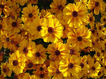 COREOPSIS, PETALS, FLOWERS, NATURE, COLORS HD wallpaper