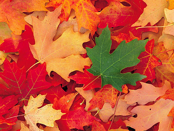 Nature, Autumn, Leaves, Maple, Fallen HD wallpaper