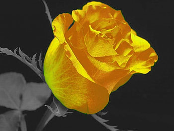 Rose, abstract HD wallpaper
