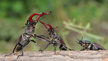 Grass, Bugs, Macro, Couple, Pair, Insect HD wallpaper