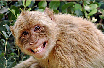 monkey, brown, smiles, beige, green HD wallpaper