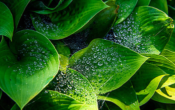 Hosta, water drops, nature, flower HD wallpaper