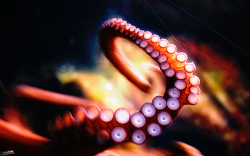 Octopus, octopus, creative HD wallpaper