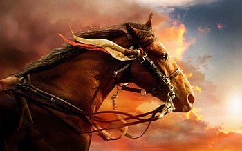 War Horse, war, horse, animals HD wallpaper