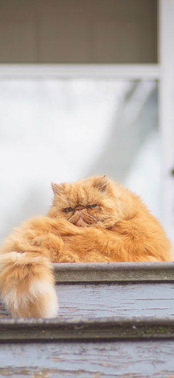 Persian Cat, Cute cat , XR, XS, XS Max HD phone wallpaper